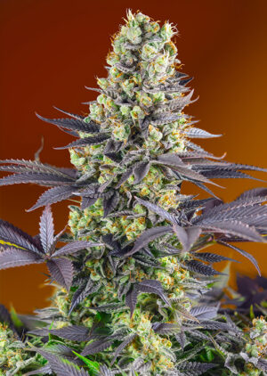 Nová semena marihuany Sweet Zkittlez