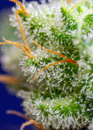 Nová semena marihuany Sweet Zkittlez