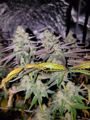 Nová semena marihuany Sweet Zkittlez