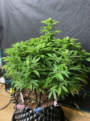Nová semena marihuany Sweet Zkittlez