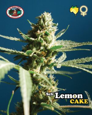 Nová semena travky Sch' Lemon Cake