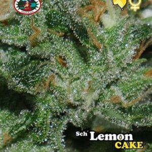 Nová semena travky Sch' Lemon Cake