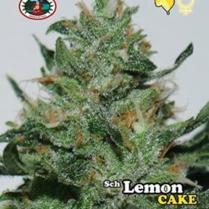 Nová semena travky Sch' Lemon Cake