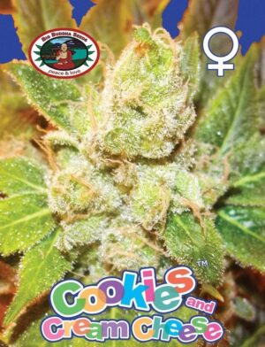 Nová semena velice dobrého konopí Cookies & Cream Cheese