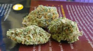 Nová semínka rychle kvetoucího konopí Shiva Skunk Auto
