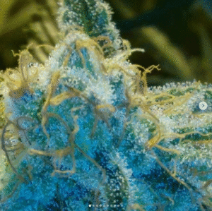 Novinka semena marihuany California Orange Cheese