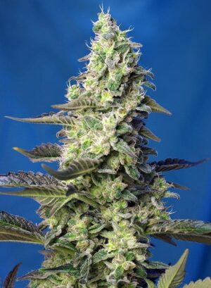 Parádní konopná semena Green Poison XL Auto