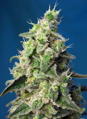 Parádní konopná semena Green Poison XL Auto