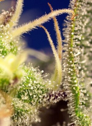 Parádní konopná semena Green Poison XL Auto