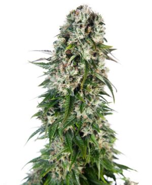 Parádní novinka - konopná semena Big Bud Auto
