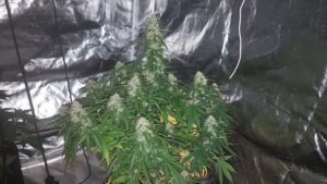 Parádní novinka - konopná semena Big Bud Auto