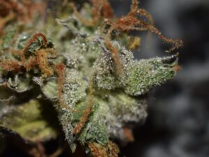 Parádní novinka - konopná semena Big Bud Auto