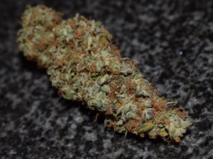 Parádní novinka - konopná semena Big Bud Auto