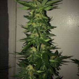 Parádní semena konopí 00 Cheese