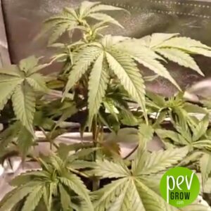 Parádní semena konopí 00 Cheese