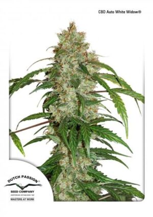 Parádní semínka CBD Auto White Widow