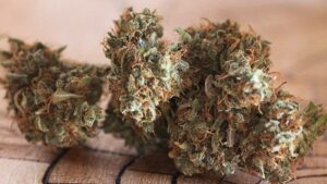 Parádní semínka CBD Auto White Widow