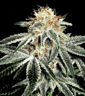 Parádní semínka CBD Auto White Widow