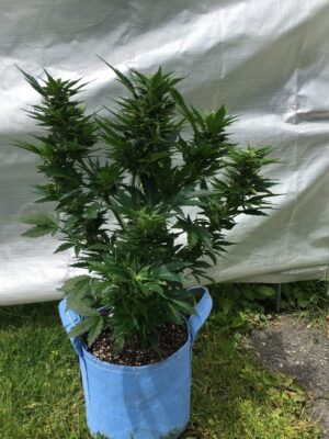 Parádní semínka CBD Auto White Widow