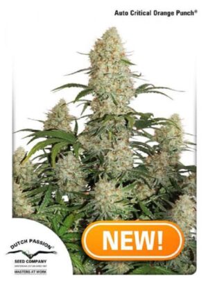 Parádní semínka trávy Critical Orange Punch