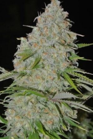Sumo Seeds - ULTIMATE AK | Feminized cannabis seeds - Image 2