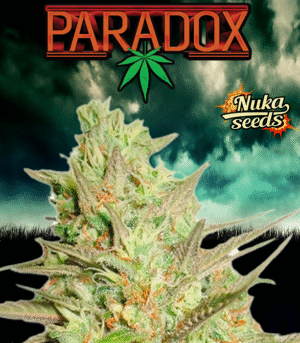 Nuka seeds - PARADOX | Feminized cannabis seeds - Image 15