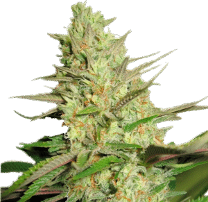 Paradox Nuka seeds palice konopi