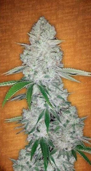Perfektní Automat od Barney's Farm - Gorilla Glue Auto
