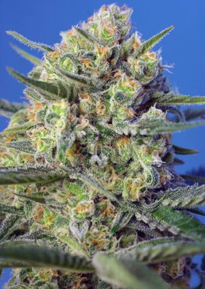 Sweet Seeds® - Crystal Candy F1 Fast Version ® | Feminized Cannabis Seeds - Image 6