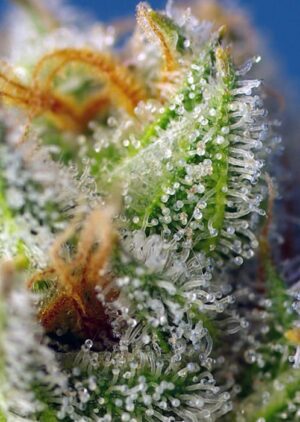 Sweet Seeds® - Crystal Candy F1 Fast Version ® | Feminized Cannabis Seeds - Image 8