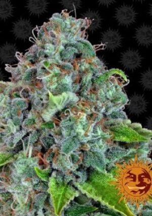 Perfektní konopná novinka Strawberry Lemonade