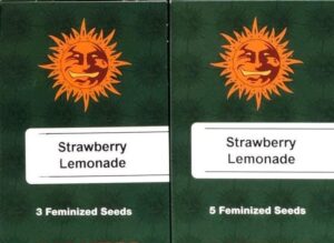 Barney's Farm - STRAWBERRY LEMONADE™ | Feminized hemp seeds - Image 8