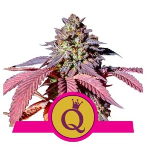 Perfektní sazenice marihuany Purple Queen