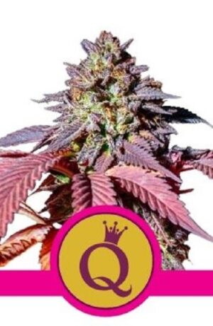 Perfektní sazenice marihuany Purple Queen