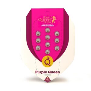 Perfektní sazenice marihuany Purple Queen
