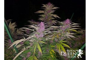Perfektní sazenice marihuany Purple Queen