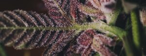 Perfektní sazenice marihuany Purple Queen