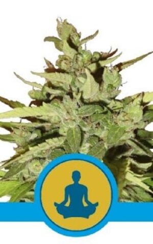 perfektní-semínka-relaxačního konopí Stress Killer Auto CBD