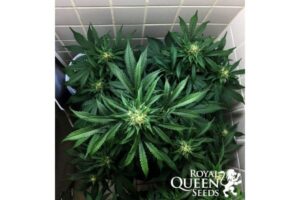 perfektní-semínka-relaxačního konopí Stress Killer Auto CBD