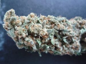 Kannabia Seeds - POWER SKUNK | Feminized cannabis seeds - Image 12