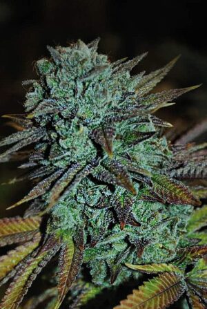 Prvotřídní konopné osivo Expert Gorilla