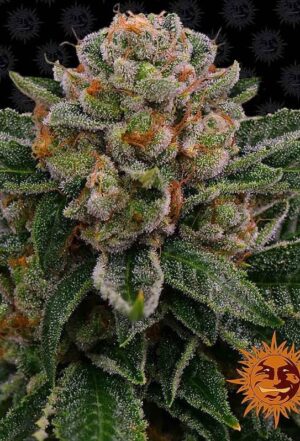 Prvotřídní konopné osivo - Skywalker OG Auto