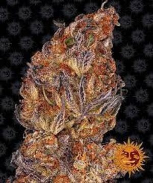 Prvotřídní konopné osivo - Skywalker OG Auto