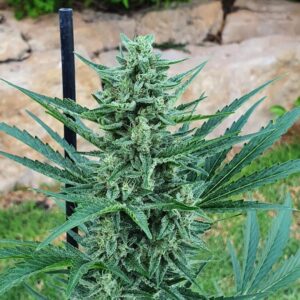 Prvotřídní konopné osivo - Skywalker OG Auto