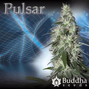 Buddha Seeds - BUDDHA PULSAR | Feminized cannabis seeds - Image 6