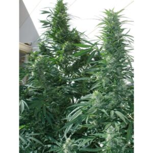 Buddha Seeds - BUDDHA PULSAR | Feminized cannabis seeds - Image 7