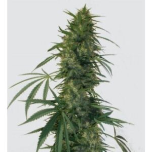 Buddha Seeds - BUDDHA PULSAR | Feminized cannabis seeds - Image 8