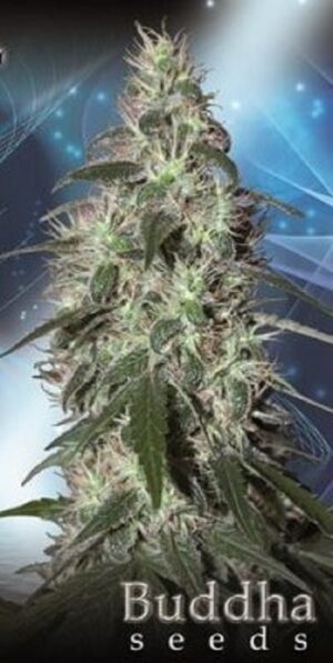 Buddha Seeds - BUDDHA PULSAR | Feminized cannabis seeds - Image 5