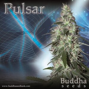 Buddha Seeds - BUDDHA PULSAR | Feminized cannabis seeds - Image 9