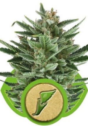 growmart-quick-one